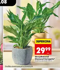 Biedronka Skrzydłokwiat Diamond oferta