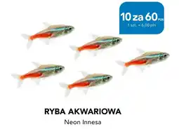 AquaelZOO Ryba Akwariowa Neon Innesa oferta