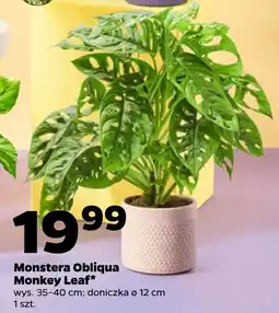 Netto Monstera Obliqua Monkey Leaf* oferta