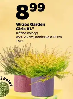 Netto Wrzos Garden Girls XL* oferta