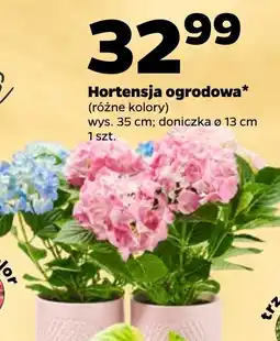Netto Hortensja ogrodowa oferta
