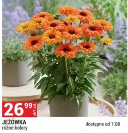 Merkury Market Jeżówka oferta