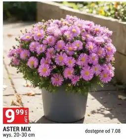 Merkury Market Aster oferta