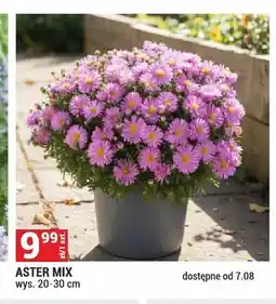 Merkury Market Aster Mix oferta
