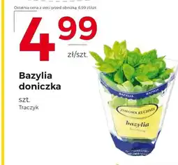 Frac Bazylia Traczyk oferta