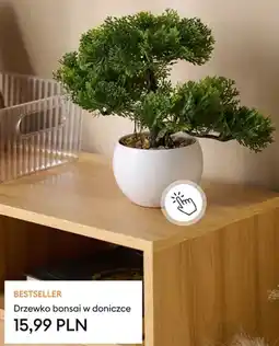 Sinsay Drzewko bonsai w doniczce oferta
