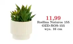 Meble Bodzio Roślina Naturos 155 oferta