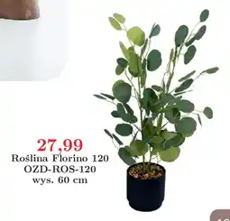 Meble Bodzio Roślina Florino 120 oferta