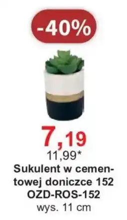 Meble Bodzio Sukulent w cemen- towej doniczce 152 oferta