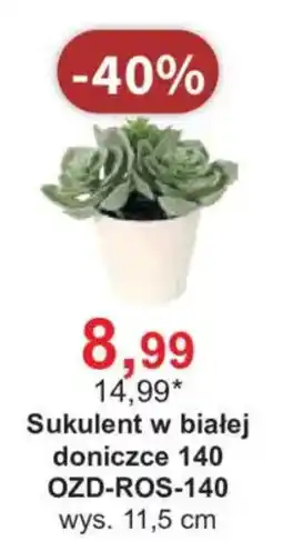 Meble Bodzio Sukulent w białej doniczce oferta