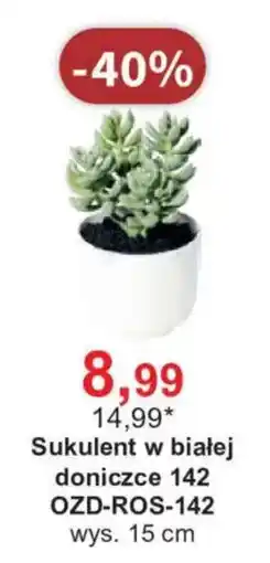 Meble Bodzio Sukulent w białej doniczce oferta
