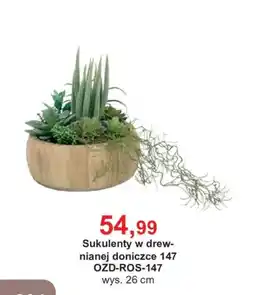 Meble Bodzio Sukulenty w drewnianej doniczce 147 oferta