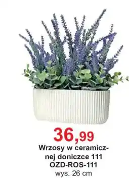Meble Bodzio Wrzosy w ceramicznej doniczce 111 oferta