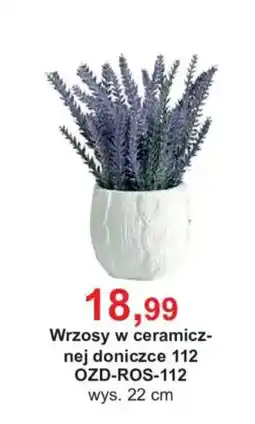Meble Bodzio Wrzosy w ceramicznej doniczce 112 oferta