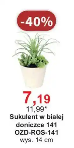 Meble Bodzio Sukulent w białej doniczce oferta