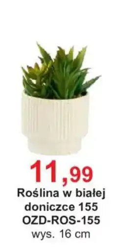 Meble Bodzio Roślina w białej doniczce 155 oferta