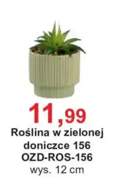 Meble Bodzio Roślina w zielonej doniczce oferta