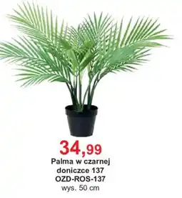 Meble Bodzio Palma w czarnej doniczce 137 oferta