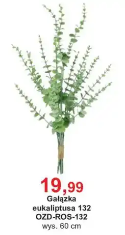 Meble Bodzio Gałązka eukaliptusa 132 oferta