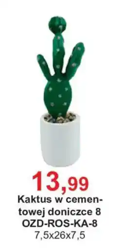 Meble Bodzio Kaktus w cemen- towej doniczce 8 oferta