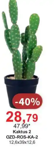 Meble Bodzio Kaktus 2 oferta