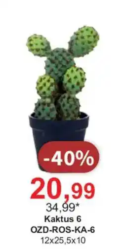 Meble Bodzio Kaktus 6 oferta