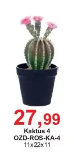 Meble Bodzio Kaktus 4 oferta