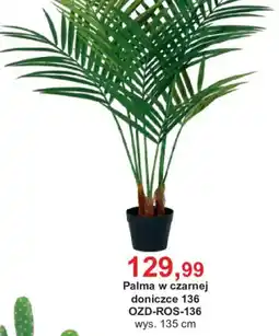 Meble Bodzio Palma w czarnej doniczce 136 oferta