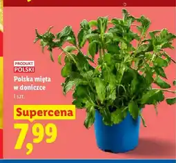 Lidl Polska mięta w doniczce Ryneczek Lidla oferta