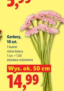 Lidl Gerbery 10-pak wys. ok. 50 cm oferta