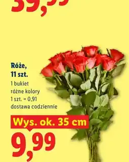 Lidl Róże 11-pak wys. ok. 35 cm oferta