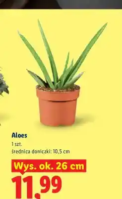 Lidl Aloes wys. ok. 26 cm oferta
