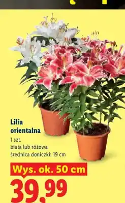 Lidl Lilia orientalna biała wys. ok. 50 cm oferta
