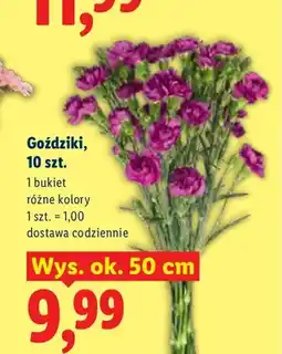 Lidl Goździki 10-pak wys. ok. 50 cm oferta