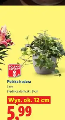 Lidl Polska hedera wys. ok. 12 cm oferta