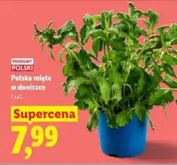 Lidl Polska mięta w doniczce oferta