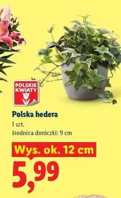 Lidl Polska hedera oferta