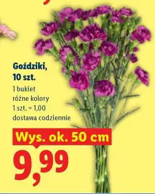 Lidl Goździki, 10 szt oferta