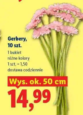 Lidl Gerbery 10 szt oferta