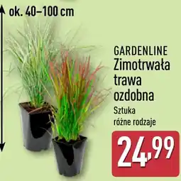 ALDI GARDENLINE Zimotrwała trawa ozdobna oferta