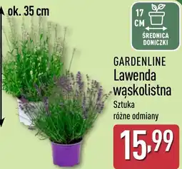 ALDI GARDENLINE Lawenda wąskolistna oferta