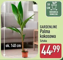 ALDI GARDENLINE Palma kokosowa oferta