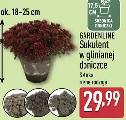 ALDI GARDENLINE Sukulent w glinianej doniczce oferta