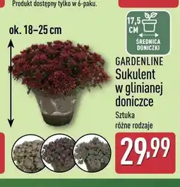 ALDI Sukulent w glinianej doniczce Gardenline oferta