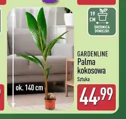 ALDI Palma kokosowa Gardenline oferta