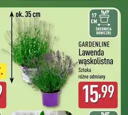 ALDI Lawenda wąskolistna Gardenline oferta