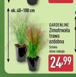 ALDI Zimotrwała trawa ozdobna Gardenline oferta