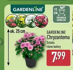 ALDI Chryzantema Gardenline oferta