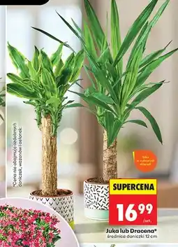 Biedronka Juka średnica doniczki 12 cm oferta