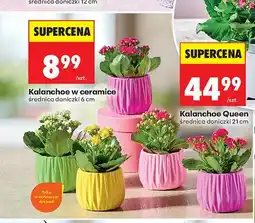 Biedronka Kalanchoe w ceramice średnica doniczki 6 cm oferta